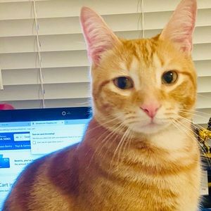 Meet your Posher, Bea